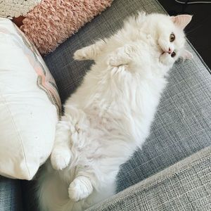 Meet your Posher, Jialing